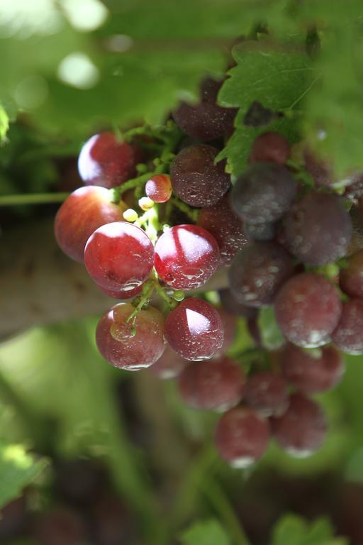 Agriturismo Cascina Mariale Albiano D'Ivrea Ngoại thất bức ảnh